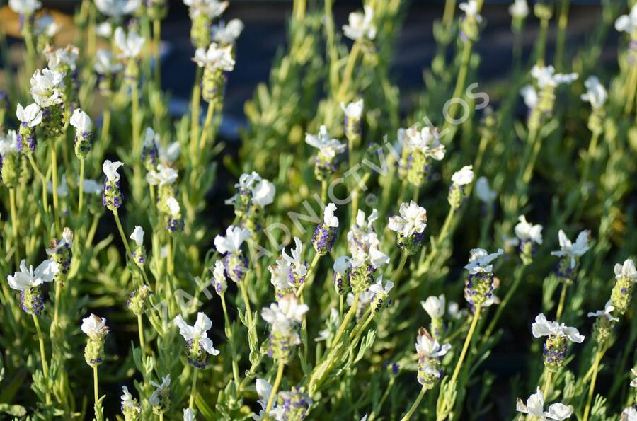 Levandule korunkatá 'Javelin Compact White' - Lavandula stoechas 'Javelin Compact White'