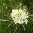 Hlaváč žlutavý 'Moon Dance' - Scabiosa ochroleuca 'Moon Dance'