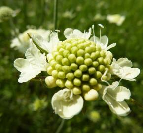 Hlaváč žlutavý 'Moon Dance' - Scabiosa ochroleuca 'Moon Dance'