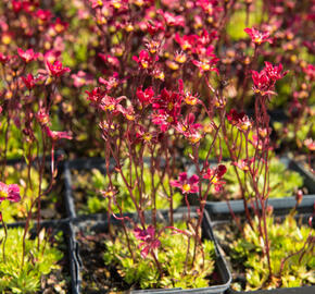 Lomikámen arendsův 'Touran Scarlet' - Saxifraga x arendsii 'Touran Scarlet'