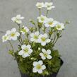 Lomikámen arendsův 'Touran Early Lime' - Saxifraga x arendsii 'Touran Early Lime'