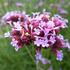 verbena-sporys-argentinsky.jpg