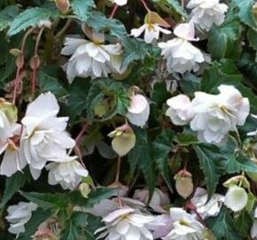 Begónie hlíznatá 'Illumination White' - Begonia tuberhybrida 'Illumination White'