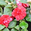 Netýkavka turecká 'Diadem Red' - Impatiens walleriana 'Diadem Red'