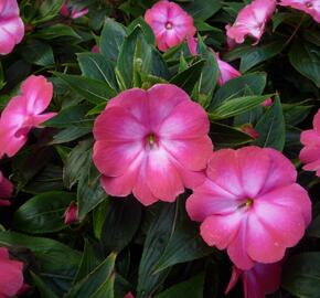 Netýkavka 'Harmony Radiance Magenta' - Impatiens Neu-Guinea 'Harmony Radiance Magenta'