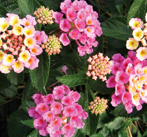 Libora měňavá 'Bandana Rose' - Lantana camara 'Bandana Rose'