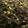 Šťavel 'Burgundy' - Oxalis vulcanicola 'Burgundy'