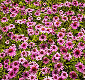 Třapatkovka nachová 'Prairie Splendor Rose Compact' - Echinacea purpurea 'Prairie Splendor Rose Compact'