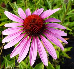 Třapatkovka nachová 'Magnus' - Echinacea purpurea 'Magnus'