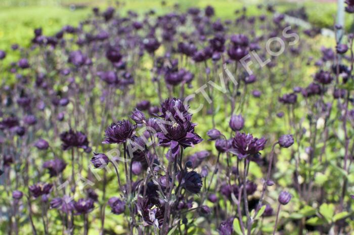 Orlíček obecný 'Clementine Purple Dark' - Aquilegia vulgaris 'Clementine Purple Dark'