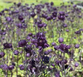 Orlíček obecný 'Clementine Purple Dark' - Aquilegia vulgaris 'Clementine Purple Dark'