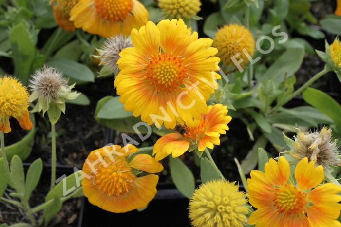 Kokarda osinatá 'Sunrita Yellow' - Gaillardia aristata 'Sunrita Yellow'