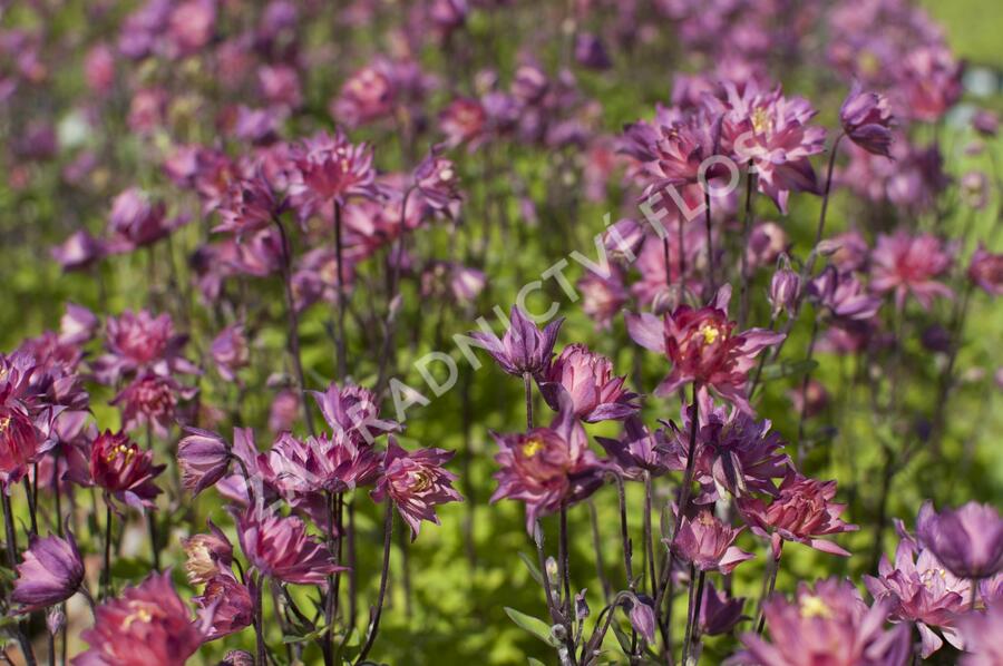 Orlíček obecný 'Clementine Salmon Rose' - Aquilegia vulgaris 'Clementine Salmon Rose'