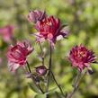 Orlíček obecný 'Clementine Red' - Aquilegia vulgaris 'Clementine Red'