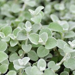 Smil 'Silver' - Helichrysum petiolare 'Silver'