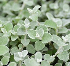 Smil 'Silver' - Helichrysum petiolare 'Silver'