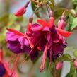 Fuchsie, čílko 'Voodoo' - Fuchsia hybrida 'Voodoo'