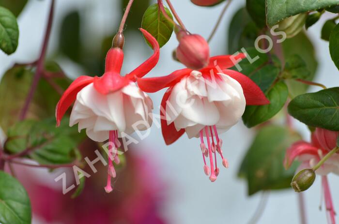 Fuchsie, čílko 'Swingtime' - Fuchsia hybrida 'Swingtime'