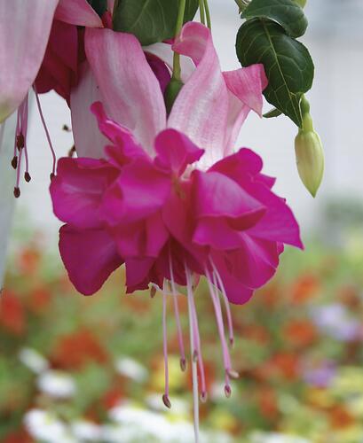 Fuchsie, čílko 'Bella Rosella' - Fuchsia hybrida 'Bella Rosella'