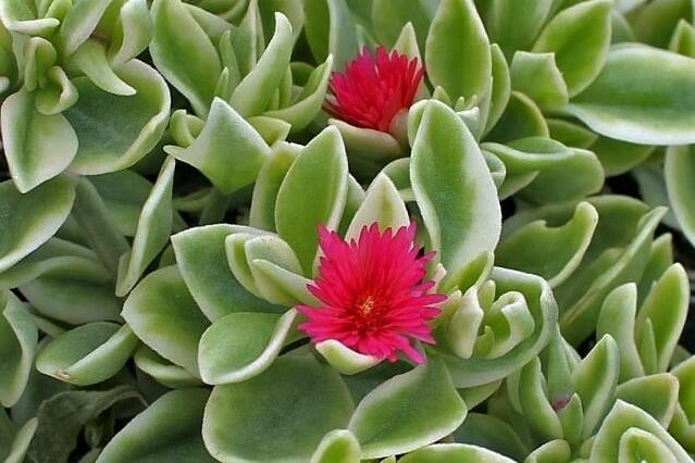 Kosmatec sedmikráskovitý 'Mezzo Trailing Red' - Dorotheanthus bellidiformis 'Mezzo Trailing Red'