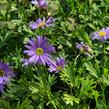 Všelicha, brachykome 'Balou Violet' - Brachyscome multifida 'Balou Violet'