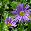 Všelicha, brachykome 'Balou Violet' - Brachyscome multifida 'Balou Violet'