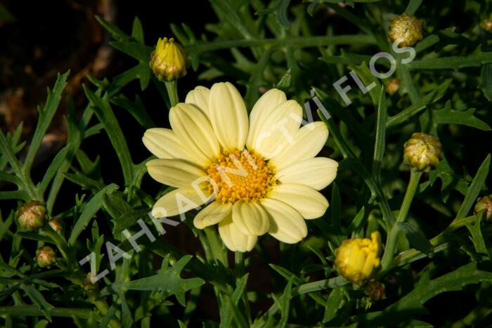 Kopretina pařížská 'Aramis Lemon' - Argyranthemum frutescens 'Aramis Lemon'