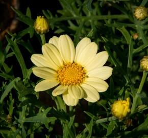 Kopretina pařížská 'Aramis Lemon' - Argyranthemum frutescens 'Aramis Lemon'