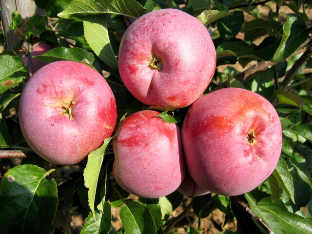 Jabloň zimní 'Florina' - Malus domestica 'Florina'