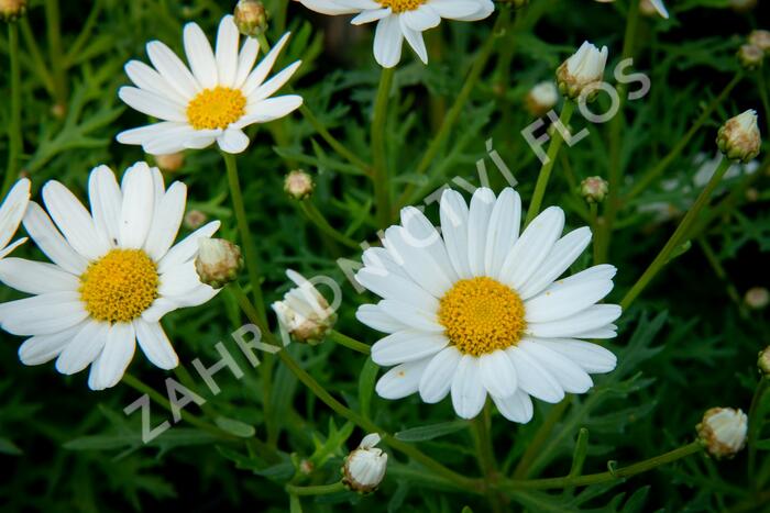 Kopretina pařížská 'Aramis Giga White' - Argyranthemum frutescens 'Aramis Giga White'