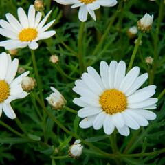 Kopretina pařížská 'Aramis Giga White' - Argyranthemum frutescens 'Aramis Giga White'