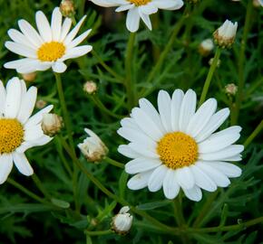 Kopretina pařížská 'Aramis Giga White' - Argyranthemum frutescens 'Aramis Giga White'