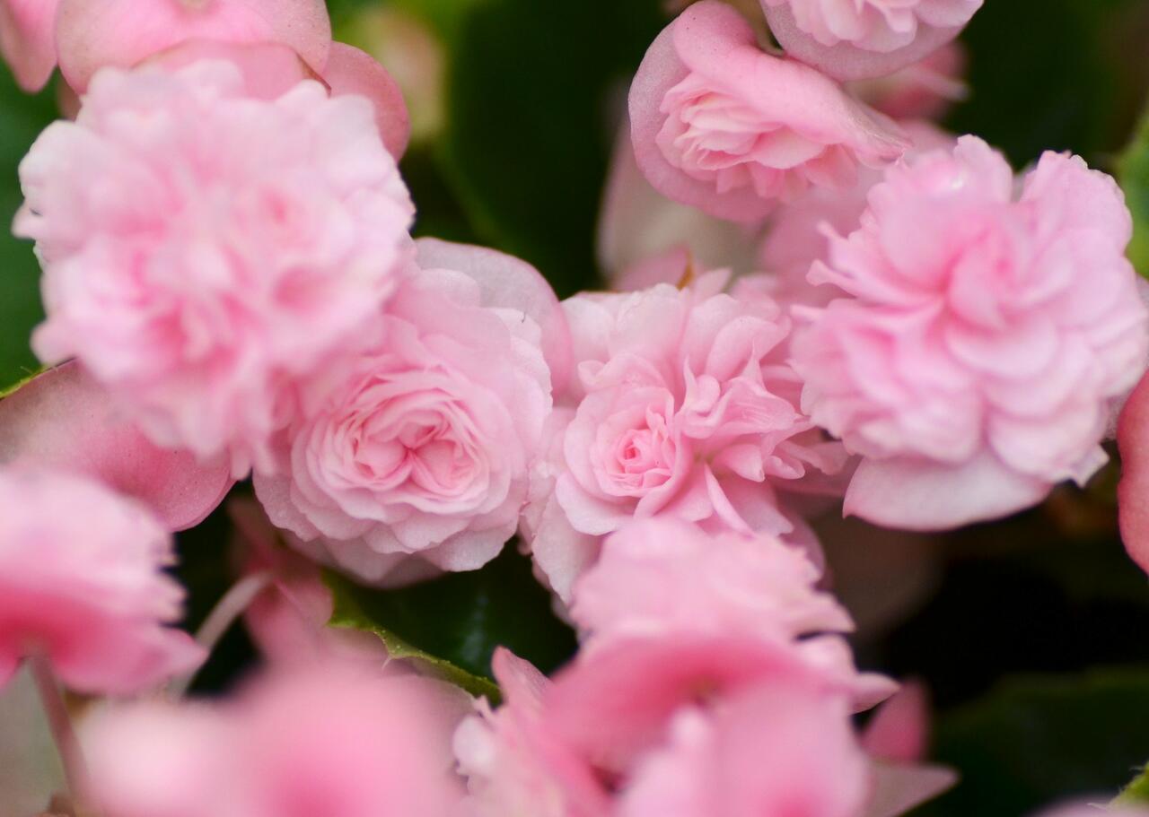 Begónie stálokvětá, ledovka, voskovka 'Paso Doble Candy Pink' - Begonia  semperflorens 'Paso Doble Candy Pink' | Zahradnictví FLOS