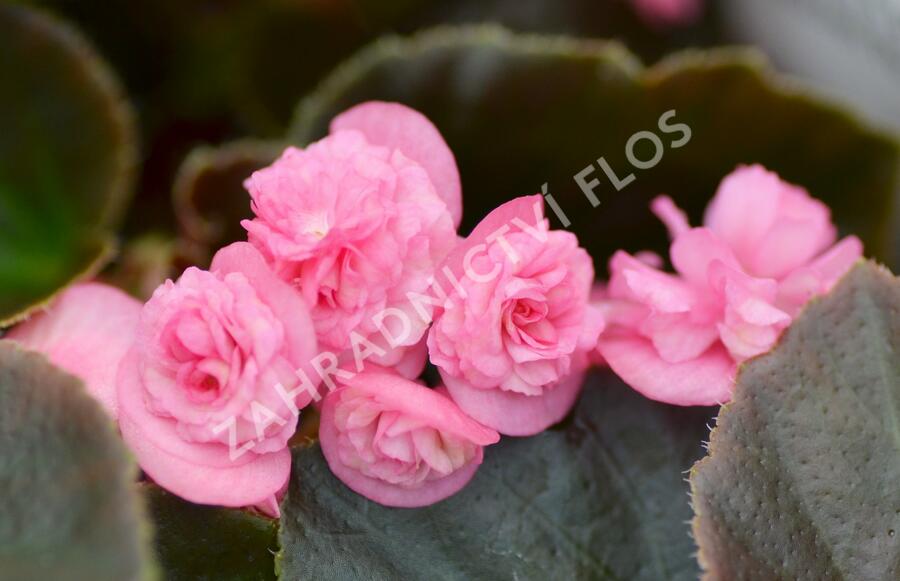 Begónie stálokvětá, ledovka, voskovka 'Doublet Rose' - Begonia  semperflorens 'Doublet Rose' | Zahradnictví FLOS