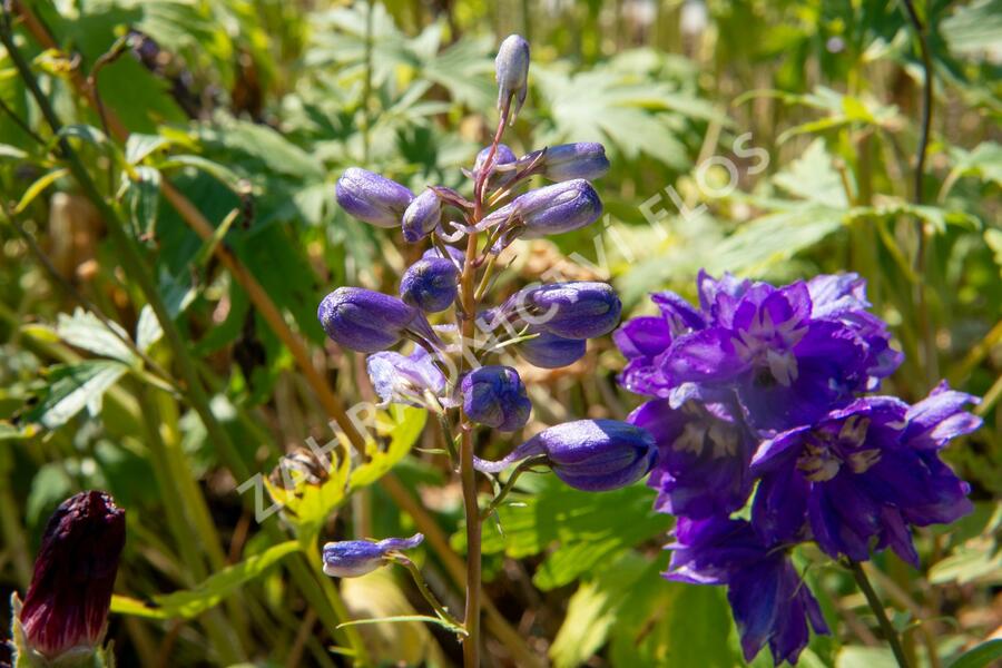 Ostrožka 'Excalibur Dark Blue with Black Bee' - Delphinium x cultorum 'Excalibur Dark Blue with Black Bee'