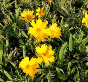 Krásnoočko velkokvěté 'Illico' - Coreopsis grandiflora 'Illico'