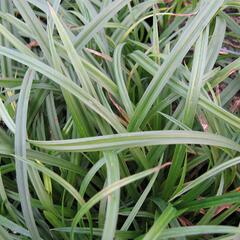 Ostřice lesní - Carex sylvatica