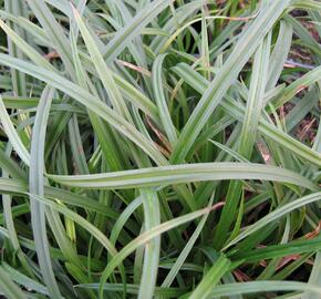 Ostřice lesní - Carex sylvatica