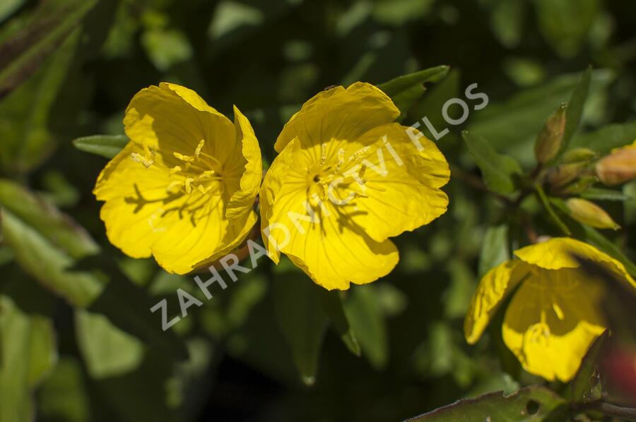 Pupalka čtyřhranná  (glauca) - Oenothera tetragona (glauca)