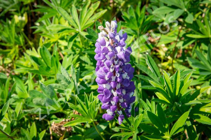 Lupina 'Russel Kastellan blau' - Lupinus polyphyllus 'Russel Kastellan blau'