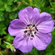 Kakost 'Buxton's Variety' - Geranium wallichianum 'Buxton's Variety'