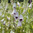 Náprstník červený 'Pam's Choice' - Digitalis purpurea 'Pam's Choice'