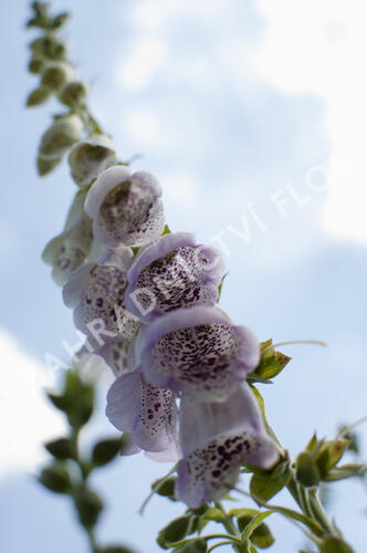 Náprstník červený 'Pam's Choice' - Digitalis purpurea 'Pam's Choice'