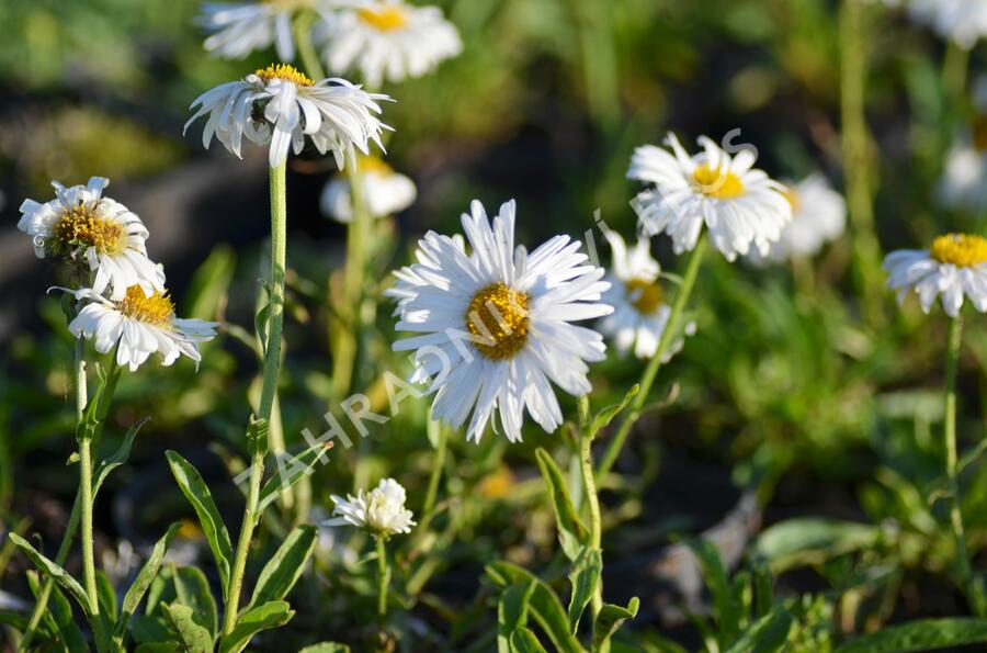 Hvězdnice alpská 'Weisse Schöne' - Aster alpinus 'Weisse Schöne'