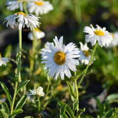 Hvězdnice alpská 'Weisse Schöne' - Aster alpinus 'Weisse Schöne'