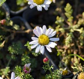 Kruhovník 'Silberkissen' - Anacyclus pyrethrum var. depressus 'Silberkissen'