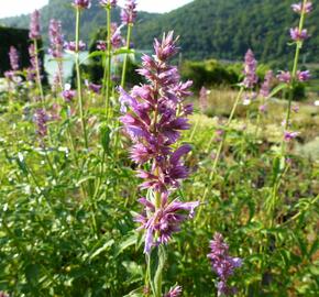 Agastache mexická 'Sangria' - Agastache mexicana 'Sangria'