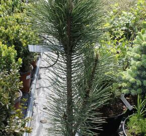 Borovice černá 'Fastigiata' - Pinus nigra 'Fastigiata'