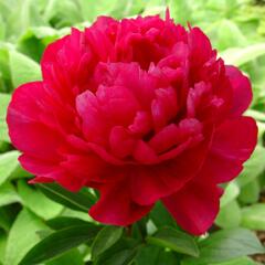 Pivoňka bělokvětá 'Kansas' - Paeonia lactiflora 'Kansas'