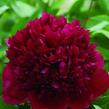 Pivoňka bělokvětá 'Red Charm' - Paeonia lactiflora 'Red Charm'